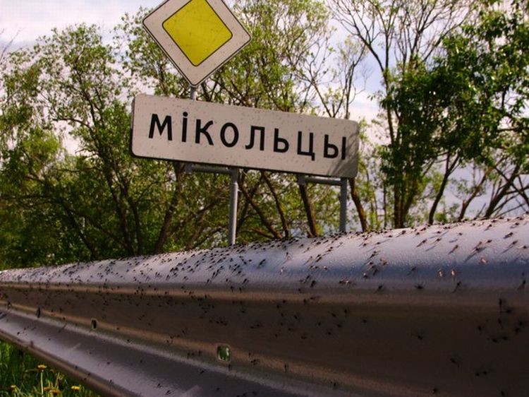 Туча кровососов: нашествие комаров в Беларуси - ФОТОСЕССИЯ