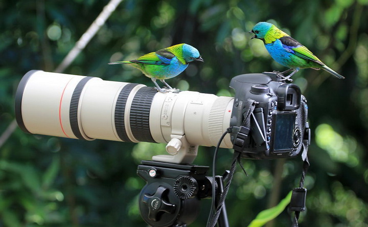 Нереально фотогеничные животные и птицы - ФОТОСЕССИЯ