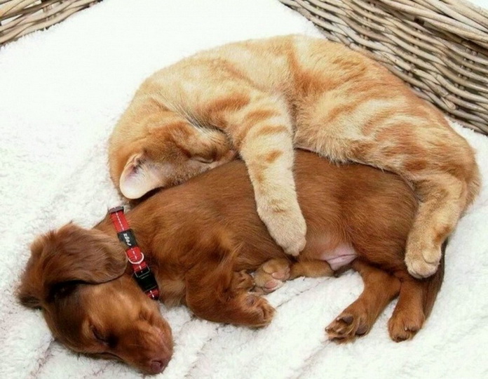 Дружить как кошка с собакой! - ФОТОСЕССИЯ