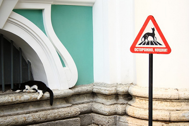 Кошкоеды: ужасные истории блокадного Ленинграда - ФОТО