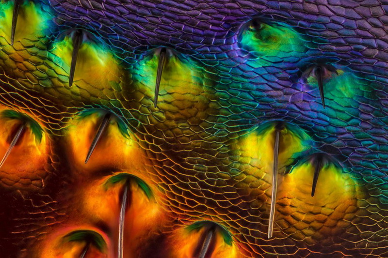 Конкурс микрофотографии Nikon Small World 2014 - ФОТОСЕССИЯ