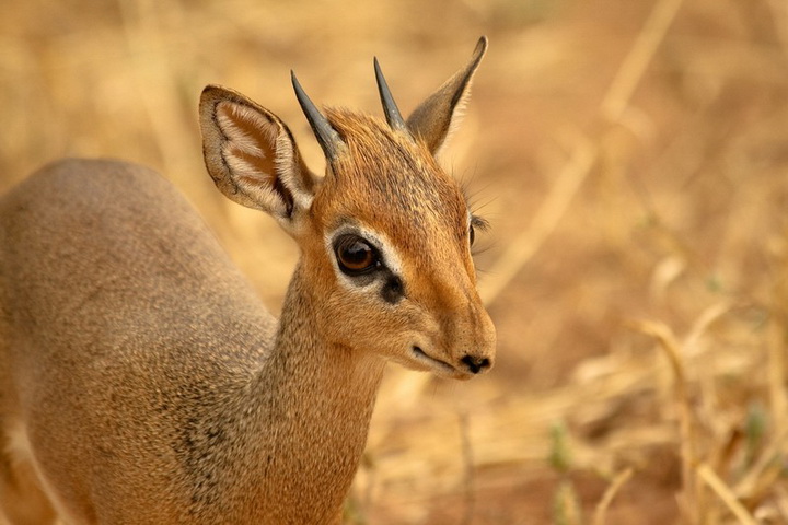 Кения: дикдик – самая маленькая антилопа на свете - ФОТОСЕССИЯ