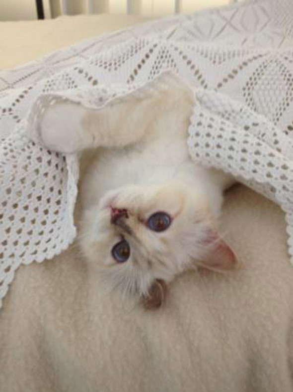 Креативный директор Chanel представил образы любимицы индустрии моды - ФОТО