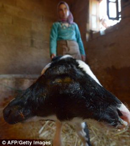 Двухголовый теленок шокировал жителей Марокко – ФОТО