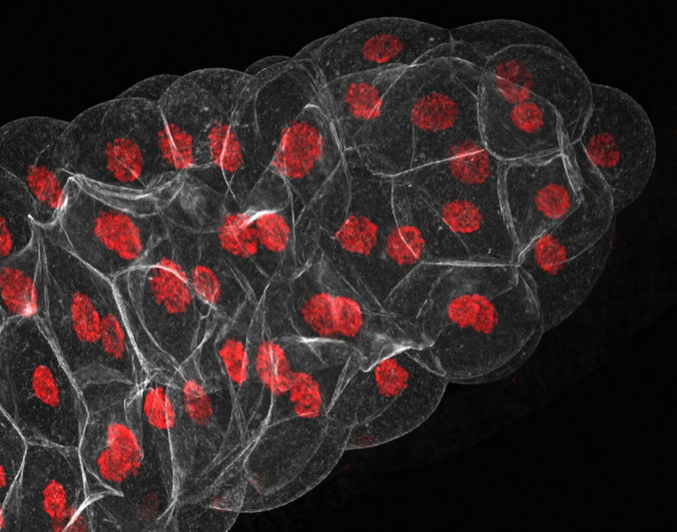 Конкурс микрофотографии Nikon Small World 2014 - ФОТОСЕССИЯ