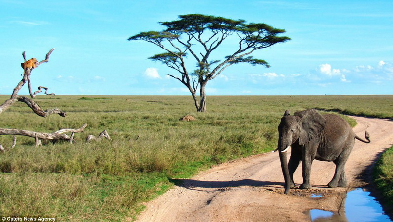 Забавно: слониха прогнала львицу со своей территории - ФОТО – ВИДЕО