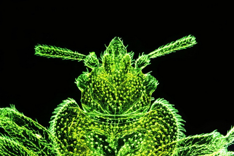 Конкурс микрофотографии Nikon Small World 2014 - ФОТОСЕССИЯ