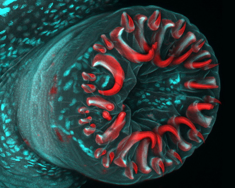 Конкурс микрофотографии Nikon Small World 2014 - ФОТОСЕССИЯ