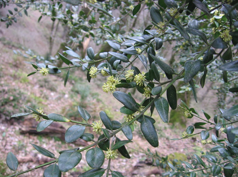 Опасные животные южного региона Азербайджана - ФОТО