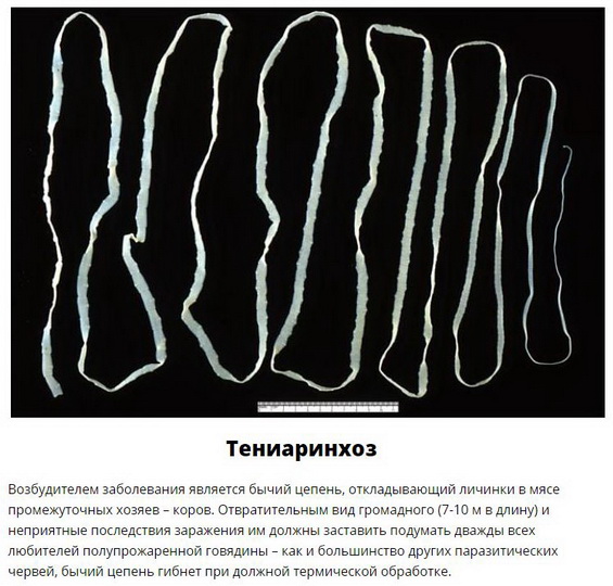 Паразиты, которых следует опасаться летом - ФОТО