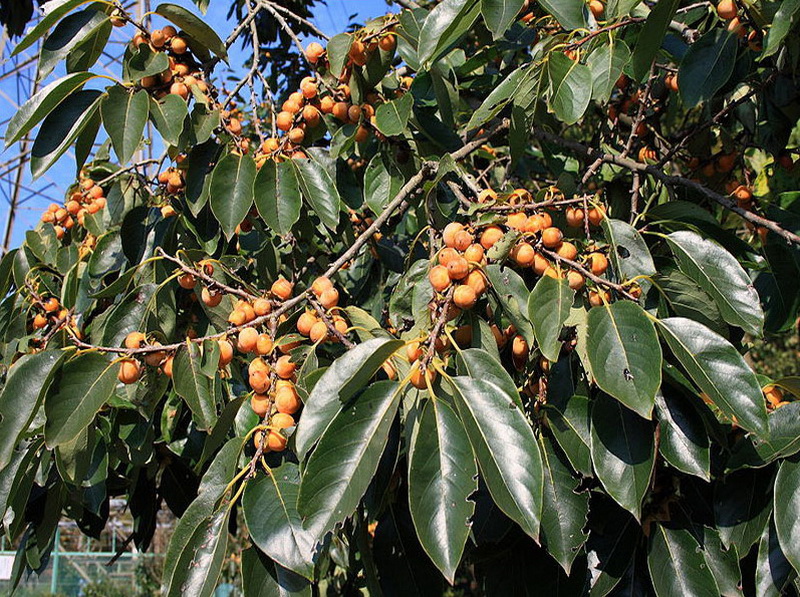 Опасные животные южного региона Азербайджана - ФОТО