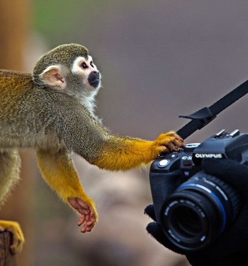 Нереально фотогеничные животные и птицы - ФОТОСЕССИЯ