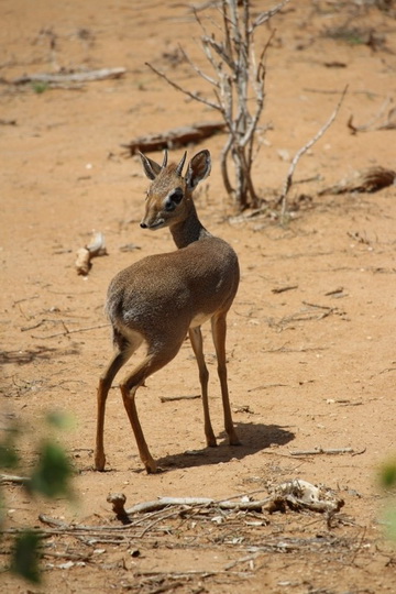 Кения: дикдик – самая маленькая антилопа на свете - ФОТОСЕССИЯ