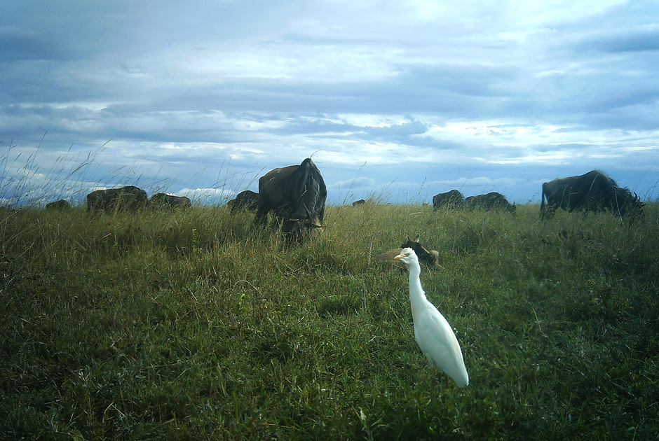 Необычные кадры из жизни зверей, сделанные скрытой камерой - ФОТО