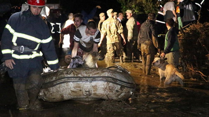 Трагедия в Тбилиси: по городу гуляют дикие звери - ОБНОВЛЕНО - ФОТО - ВИДЕО
