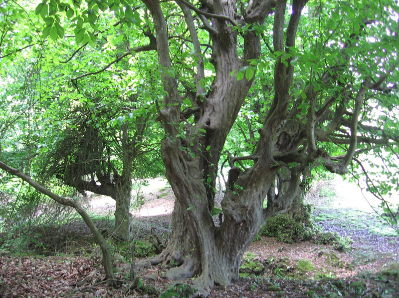 Опасные животные южного региона Азербайджана - ФОТО