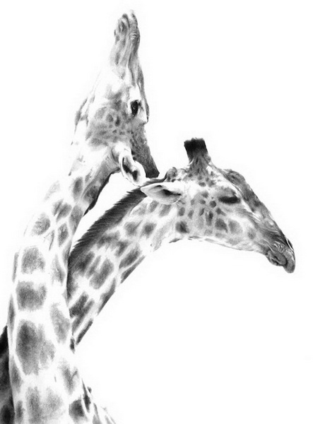 "Картинная галерея" Day.Az: Дикая красота - ФОТО