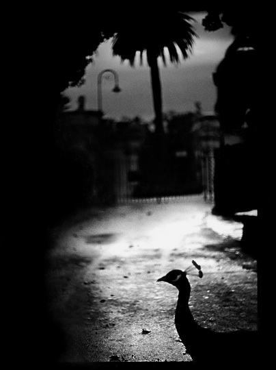 Психологический портрет: неожиданные образы животных - ФОТОСЕССИЯ