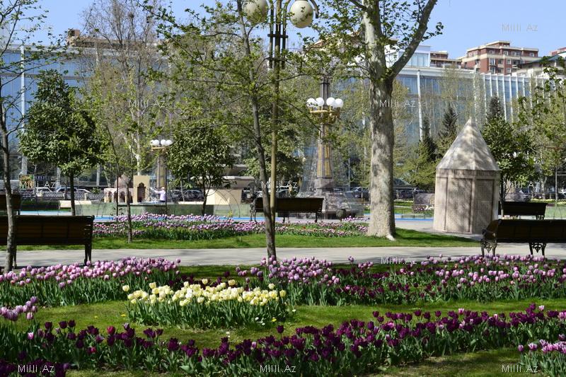 Баку готовится к грандиозному Празднику цветов – ФОТО