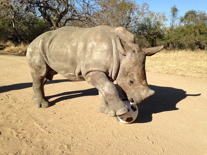 Игрушки для зверушки - ФОТОСЕССИЯ