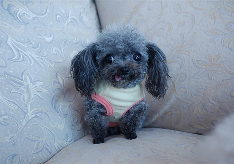 Самые страшные фотографии животных - ФОТО