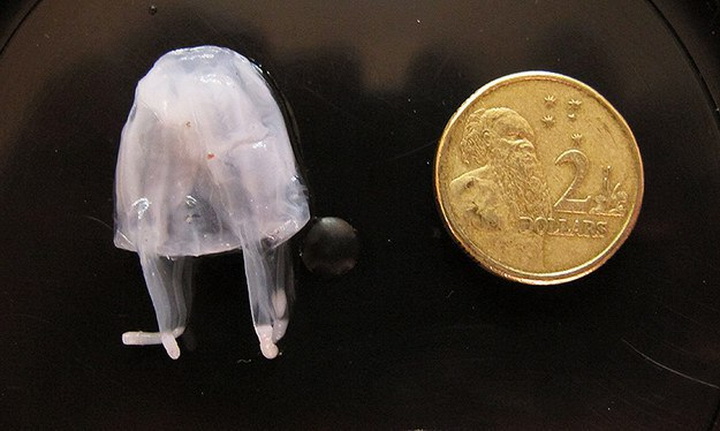 33 причудливых фактов, доказывающих, что Австралия — это сумасшедшее место - ФОТО