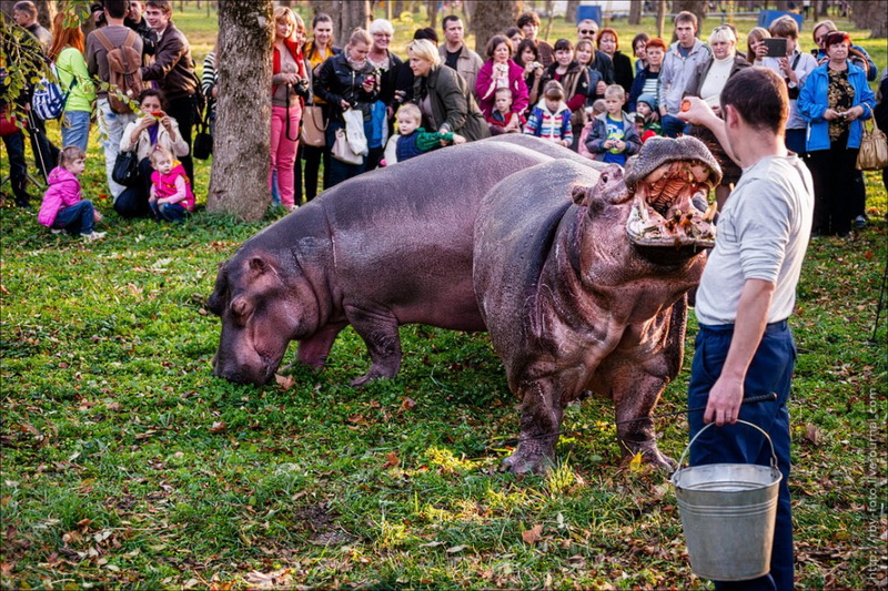 Бегемоты прогулялись по парку - ФОТОСЕССИЯ