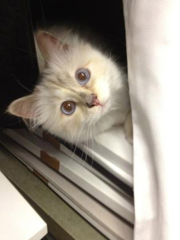 Креативный директор Chanel представил образы любимицы индустрии моды - ФОТО