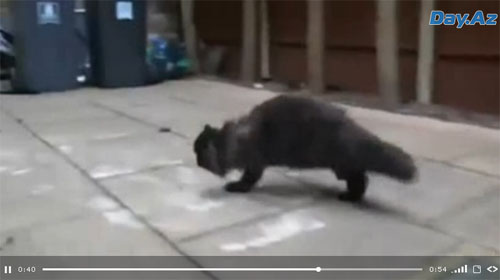 Кот научился ходить на двух лапах - ВИДЕО