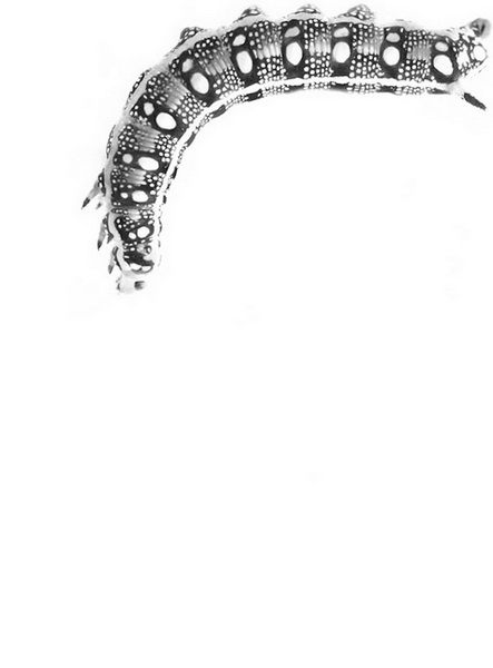 "Картинная галерея" Day.Az: Дикая красота - ФОТО