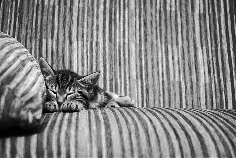 16 лучших фото котов сезона - ФОТОСЕССИЯ