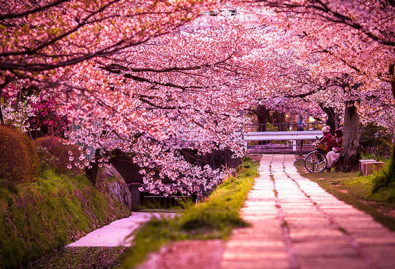 Самые красивые цветущие вишни по всему миру - ФОТОСЕССИЯ