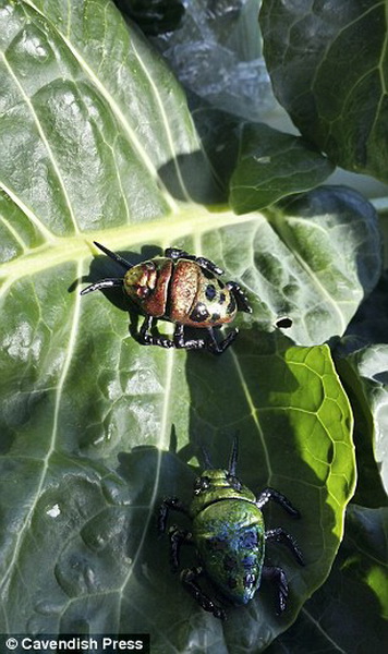 Сладкие джунгли: в Британии испекли невероятные торты - ФОТО