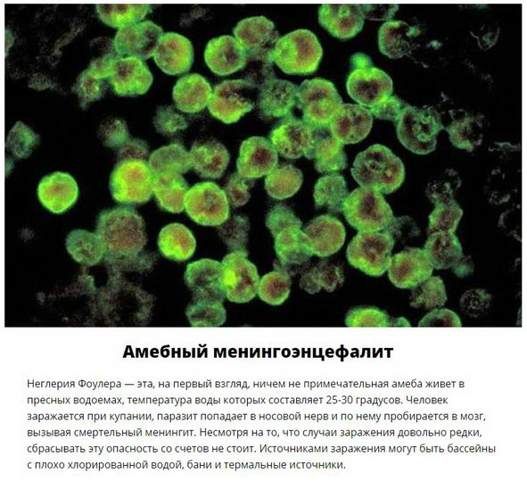 Паразиты, которых следует опасаться летом - ФОТО