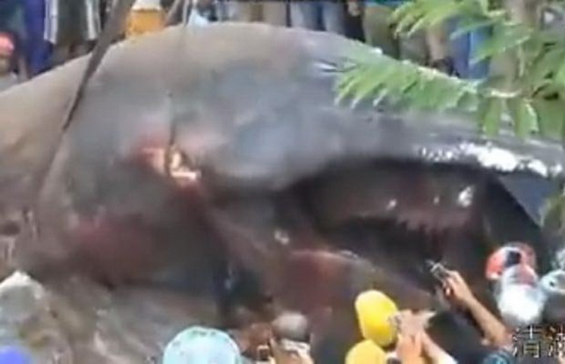 У берегов Вьетнама нашли таинственное существо-гигант - ФОТО - ВИДЕО