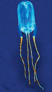 ТОП-10 самых удивительных обитателей Земли - ФОТО