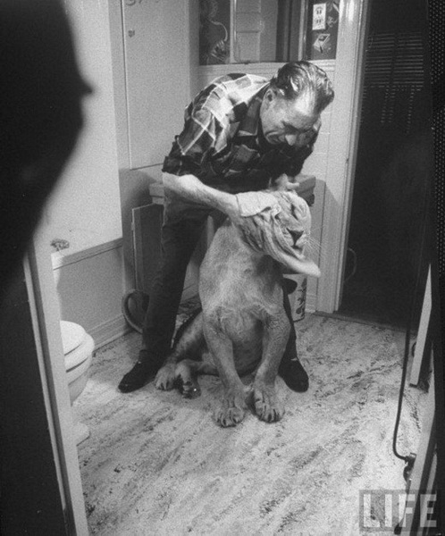 Очень опасные, но домашние львы - ФОТОСЕССИЯ