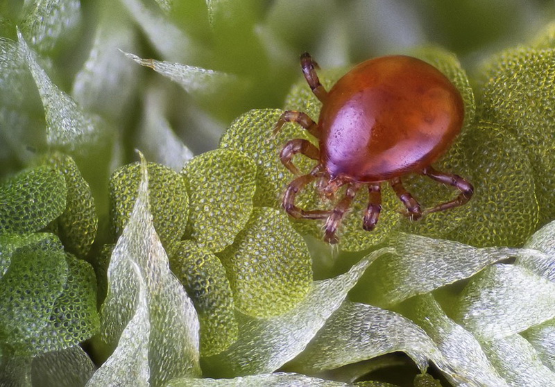 Конкурс микрофотографии Nikon Small World 2014 - ФОТОСЕССИЯ