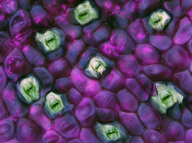 Конкурс микрофотографии Nikon Small World 2014 - ФОТОСЕССИЯ