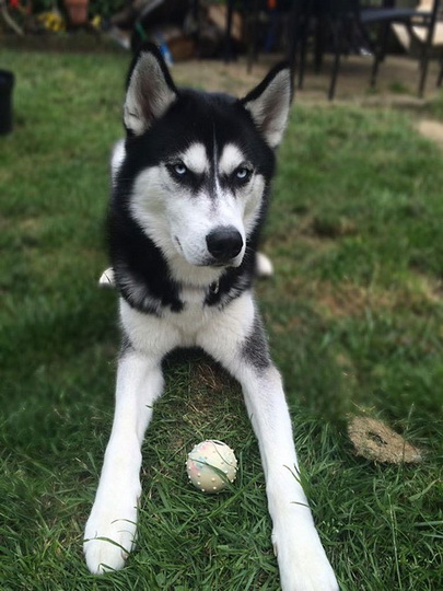 Под пристальным взглядом сердитого хаски - ФОТОСЕССИЯ