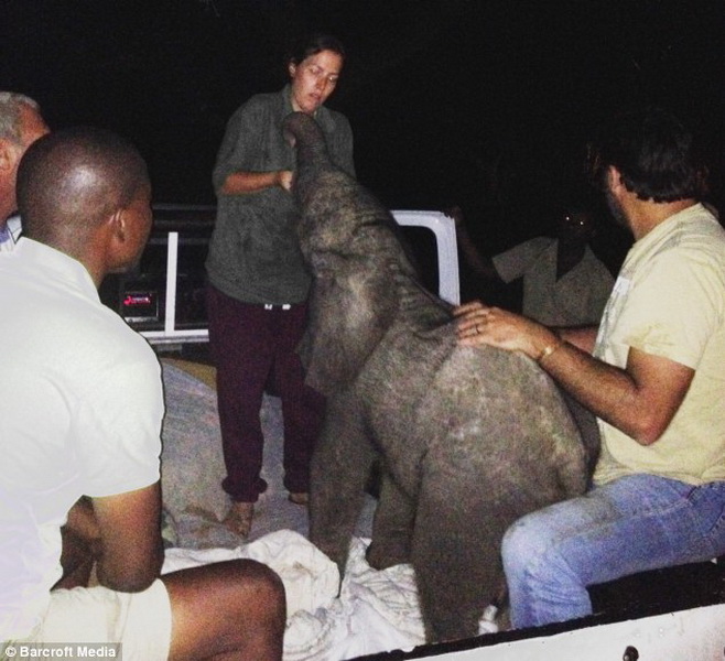 Самый неожиданный гость прибыл к африканской семье - ФОТО