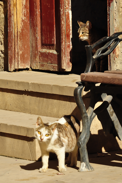 Прогулка российского блогера по Баку - ФОТО