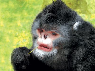 ТОП-10 самых удивительных обитателей Земли - ФОТО