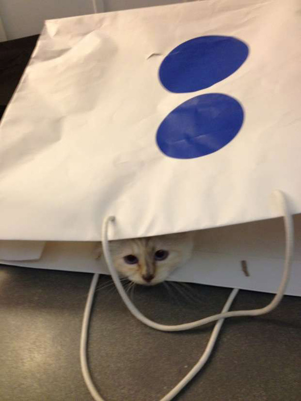 Креативный директор Chanel представил образы любимицы индустрии моды - ФОТО