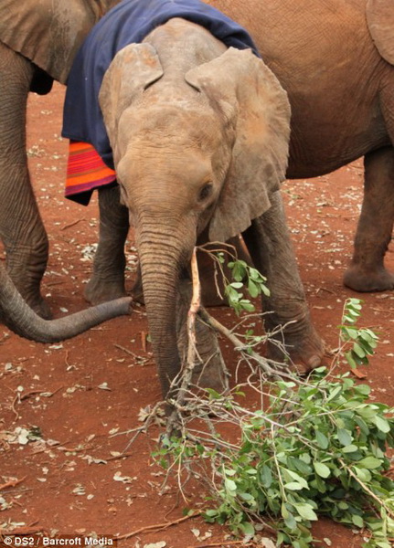 Душераздирающая сцена прощания слоненка с мамой - ФОТО