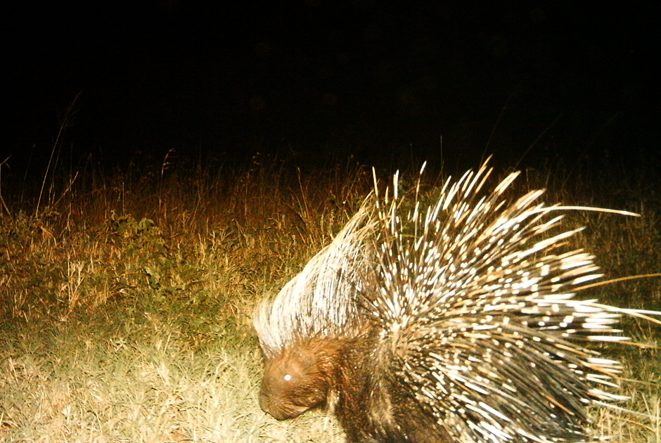 Необычные кадры из жизни зверей, сделанные скрытой камерой - ФОТО