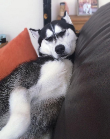 Под пристальным взглядом сердитого хаски - ФОТОСЕССИЯ