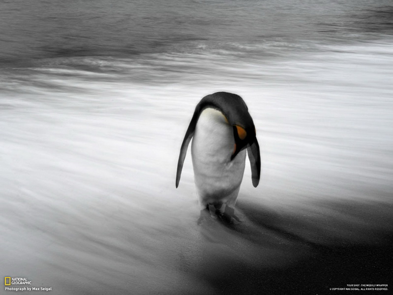 Лучшие фотографии недели от National Geographic - ФОТОСЕССИЯ