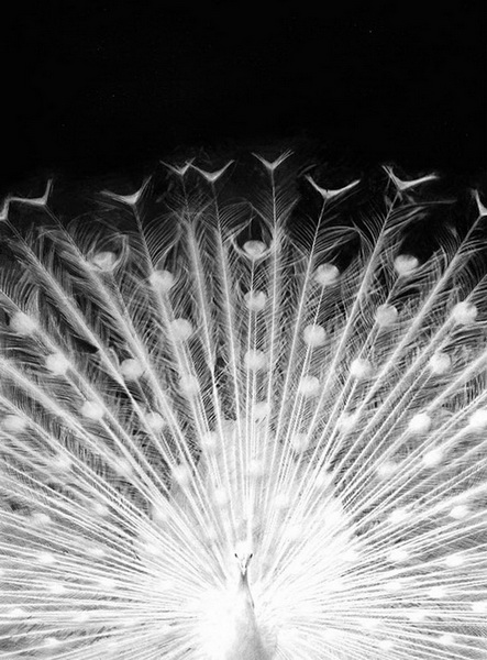 "Картинная галерея" Day.Az: Дикая красота - ФОТО