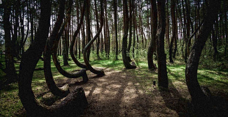 Семь самых страшных лесов планеты - ФОТОСЕССИЯ